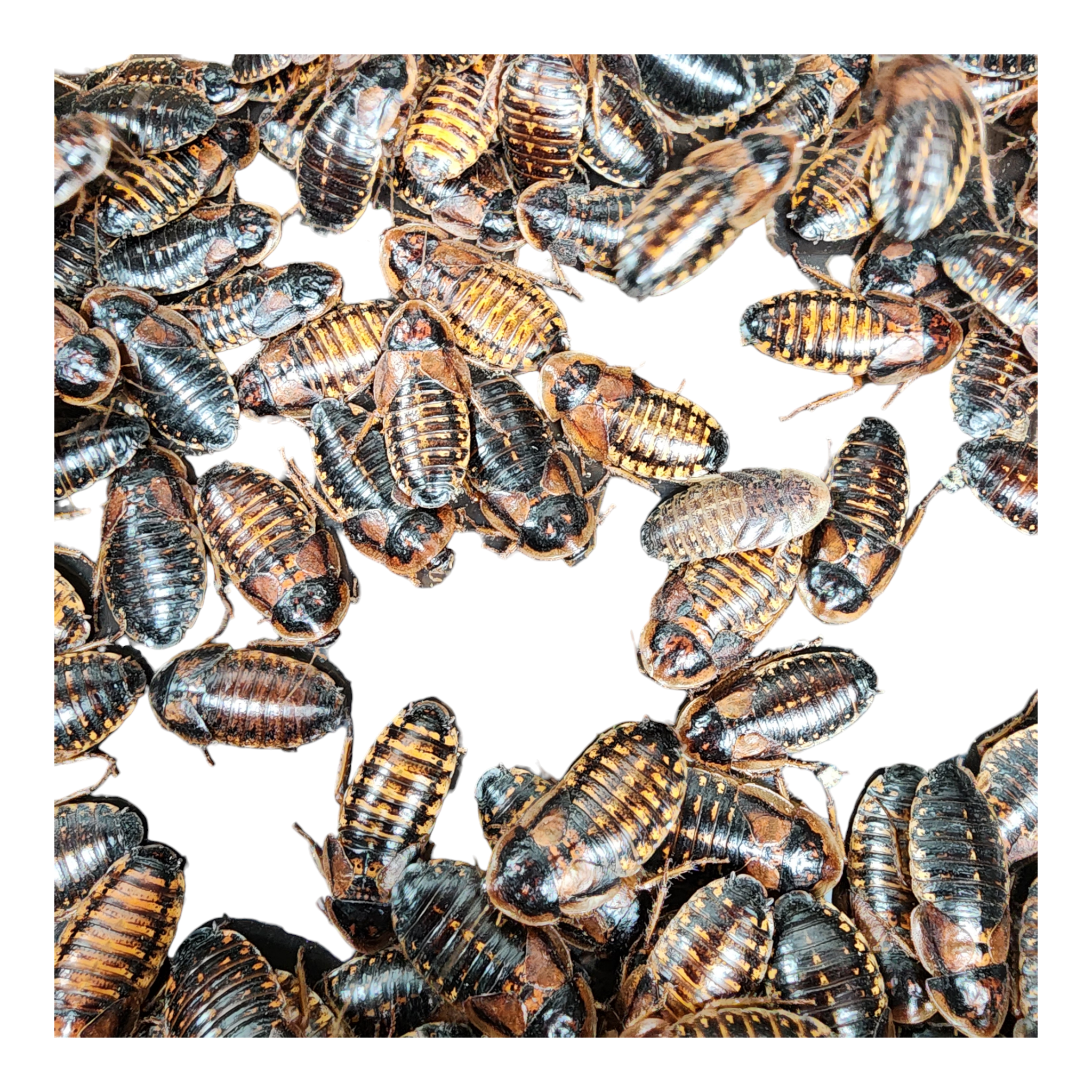 Live Dubia Roaches For Sale: Reptile Deli – Reptile Deli Inc.